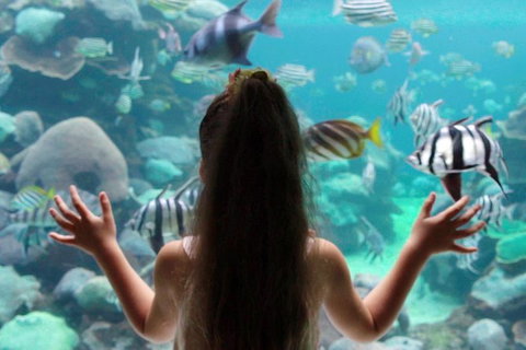 AQWA The Aquarium Of Western Australia: General Admission - Accommodation Tasmania 1