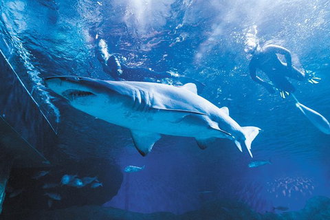AQWA The Aquarium Of Western Australia: General Admission - Accommodation Tasmania 9