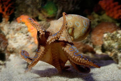 AQWA The Aquarium Of Western Australia: General Admission - Accommodation Tasmania 15