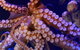 AQWA The Aquarium Of Western Australia: General Admission - thumb 8