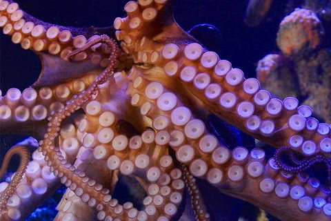 AQWA The Aquarium Of Western Australia: General Admission - Accommodation Tasmania 8