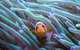 AQWA The Aquarium Of Western Australia: General Admission - thumb 4
