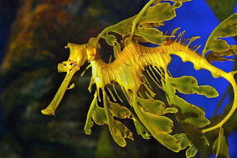 AQWA The Aquarium Of Western Australia: General Admission - Accommodation Tasmania 13