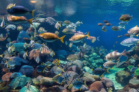 AQWA The Aquarium Of Western Australia: General Admission - Accommodation Tasmania 10