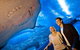 AQWA The Aquarium Of Western Australia: General Admission - thumb 6