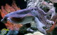 AQWA The Aquarium Of Western Australia: General Admission - thumb 16