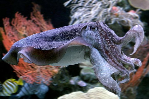 AQWA The Aquarium Of Western Australia: General Admission - Accommodation Tasmania 16