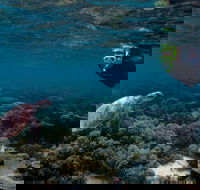 3 Night Ningaloo Reef Snorkel and Dive Getaway from Coral Bay - Accommodation Tasmania