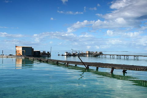 Full Day Guided Abrolhos Fly And Flipper Tour From Geraldton - Accommodation Tasmania 0