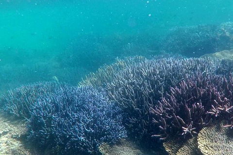 Full Day Guided Abrolhos Fly And Flipper Tour From Geraldton - Accommodation Tasmania 1