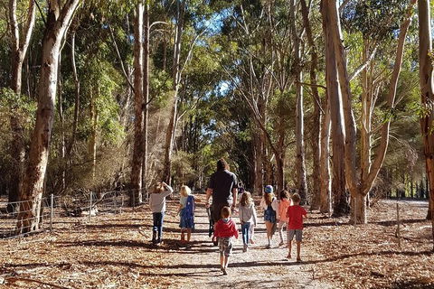 7 Hour Full Day Tour: Morning Tea, Chocolate, Olives, 3 Wineries & Lunch - Accommodation Tasmania 21