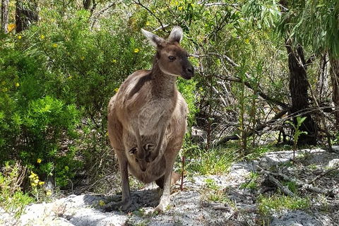 7 Hour Full Day Tour: Morning Tea, Chocolate, Olives, 3 Wineries & Lunch - Accommodation Tasmania 22
