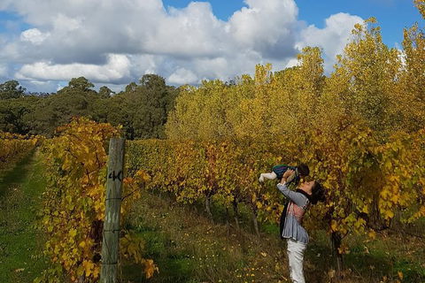 7 Hour Full Day Tour: Morning Tea, Chocolate, Olives, 3 Wineries & Lunch - Accommodation Tasmania 20