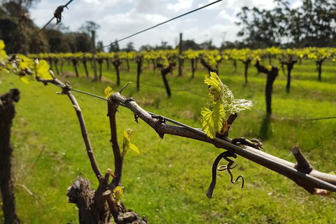 7 Hour Full Day Tour: Morning Tea, Chocolate, Olives, 3 Wineries & Lunch - Accommodation Tasmania 15