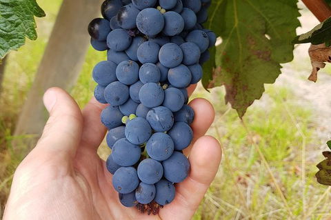 7 Hour Full Day Tour: Morning Tea, Chocolate, Olives, 3 Wineries & Lunch - Accommodation Tasmania 19