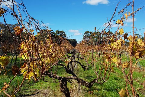 7 Hour Full Day Tour: Morning Tea, Chocolate, Olives, 3 Wineries & Lunch - Accommodation Tasmania 8