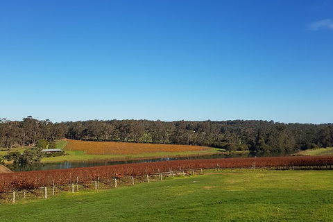7 Hour Full Day Tour: Morning Tea, Chocolate, Olives, 3 Wineries & Lunch - Accommodation Tasmania 7