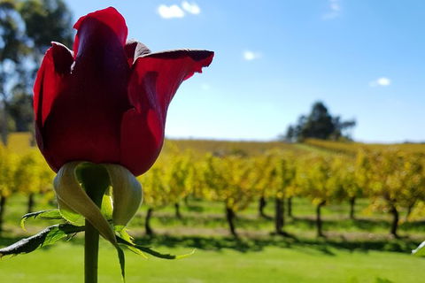 7 Hour Full Day Tour: Morning Tea, Chocolate, Olives, 3 Wineries & Lunch - Accommodation Tasmania 14