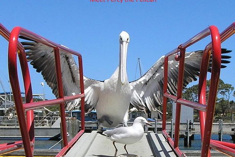 Kalgan Queen Scenic Cruises A Four Hour Sheltered Water Wildlife Tour Daily Fun. - Accommodation Tasmania 1