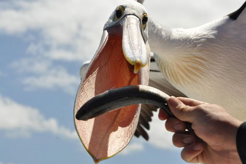 Kalgan Queen Scenic Cruises A Four Hour Sheltered Water Wildlife Tour Daily Fun. - Accommodation Tasmania 5