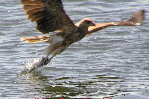 Kalgan Queen Scenic Cruises A Four Hour Sheltered Water Wildlife Tour Daily Fun. - Accommodation Tasmania 6