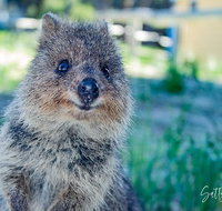 Snorkel and Visit the gorgeous Rottnest Island - Accommodation Tasmania