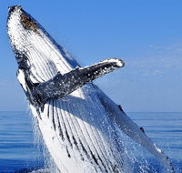Whale Watching Tour - Accommodation Tasmania