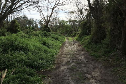 Phillip Island Walking & Bird Watching Tour - Accommodation Tasmania 10