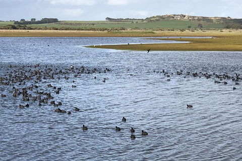 Phillip Island Walking & Bird Watching Tour - Accommodation Tasmania 6