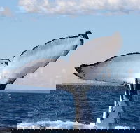 Phillip Island Whale Watching Tour - Accommodation Tasmania