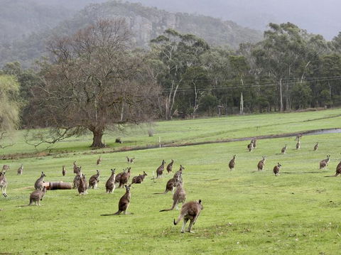 Grampians National Park Small-Group Eco Tour From Melbourne - Accommodation Tasmania 7