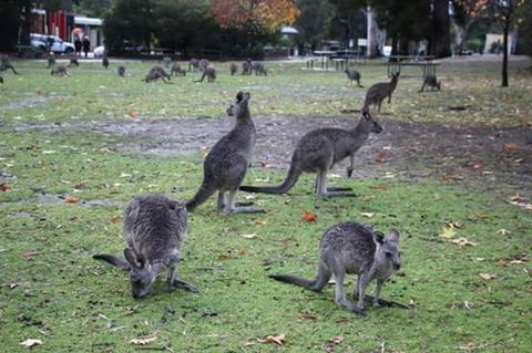 Grampians National Park Small-Group Eco Tour From Melbourne - Accommodation Tasmania 13