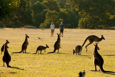 Grampians National Park Small-Group Eco Tour From Melbourne - Accommodation Tasmania 25