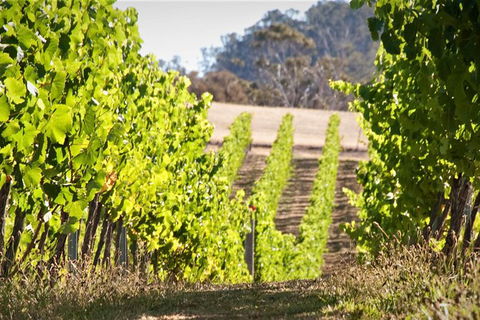 Wine At The Weekend Tour From Hobart - Accommodation Tasmania 1