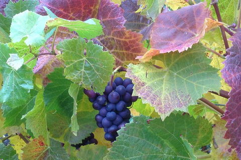 Wine At The Weekend Tour From Hobart - Accommodation Tasmania 0