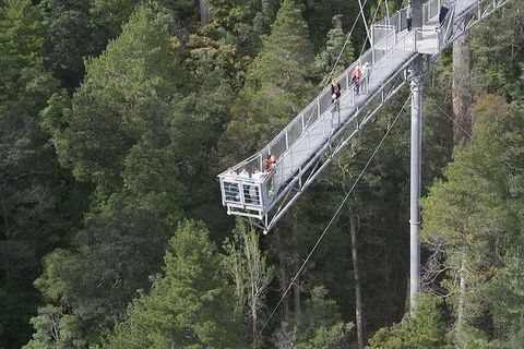Cruise Ship Special From Hobart: Mt Wellington And Tahune AirWalk - Accommodation Tasmania 0