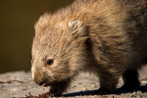 8-Day Tasman Wildlife And Wilderness Encounter Including Accommodation - Accommodation Tasmania 1