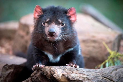 Small Group Tasmanias Wilderness And Wildlife Day Tour - Accommodation Tasmania 1