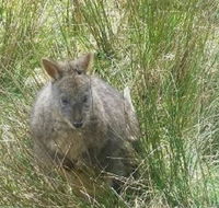 Leven Canyon Day Trip Including Wings Wildlife Park or Gunns Plains Caves from Devonport Ulverstone or Burnie - Accommodation Tasmania