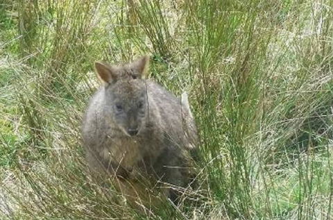 Leven Canyon Day Trip Including Wings Wildlife Park Or Gunns Plains Caves From Devonport, Ulverstone Or Burnie - Accommodation Tasmania 0