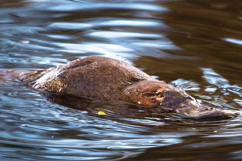 Wild-Platypus 2 Hour Wildlife Tour - Accommodation Tasmania 0