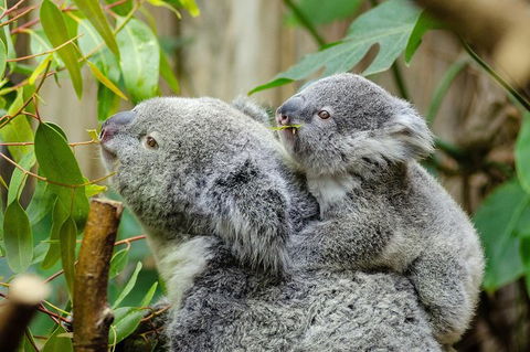 Hobart\'s Best: City, Nature, Wildlife, And Fine Cuisine - Accommodation Tasmania 0