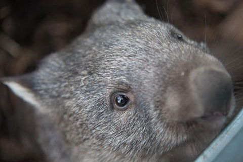 Hobart\'s Best: City, Nature, Wildlife, And Fine Cuisine - Accommodation Tasmania 7