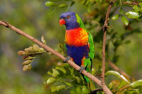 Hobart\'s Best: City, Nature, Wildlife, And Fine Cuisine - Accommodation Tasmania 3