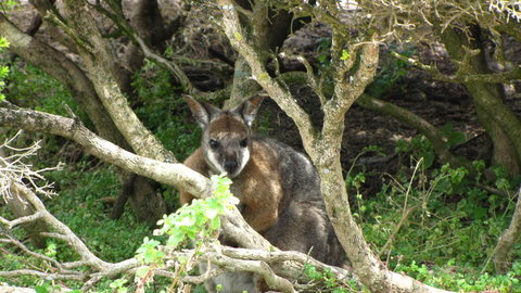 Kangaroo Island In A Day Tour From Adelaide - Accommodation Tasmania 23