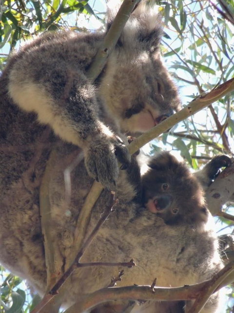 Kangaroo Island In A Day Tour From Adelaide - Accommodation Tasmania 16