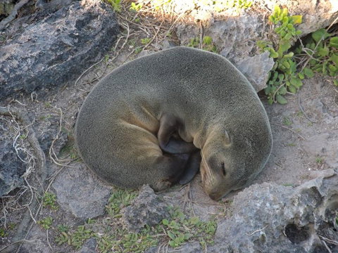Kangaroo Island In A Day Tour From Adelaide - Accommodation Tasmania 12