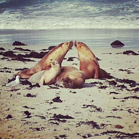 Kangaroo Island In A Day Tour From Adelaide - Accommodation Tasmania 24