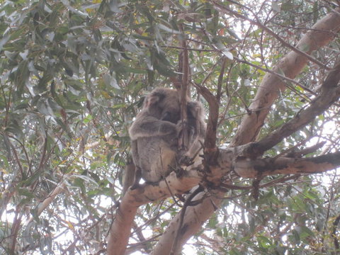 Kangaroo Island In A Day Tour From Adelaide - Accommodation Tasmania 22