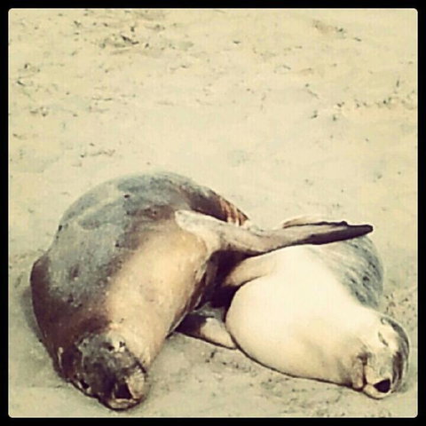 Kangaroo Island In A Day Tour From Adelaide - Accommodation Tasmania 25